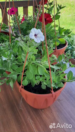 Петуния в подвесных кашпо