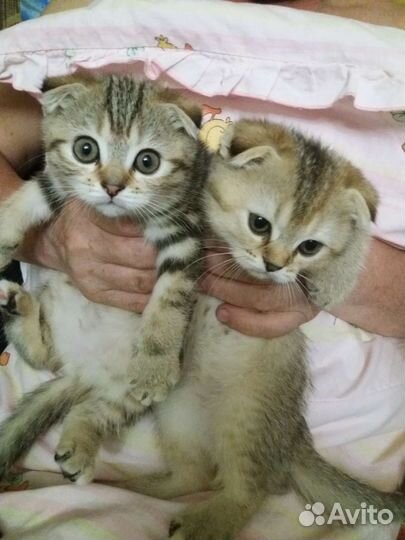 Шотландские котята