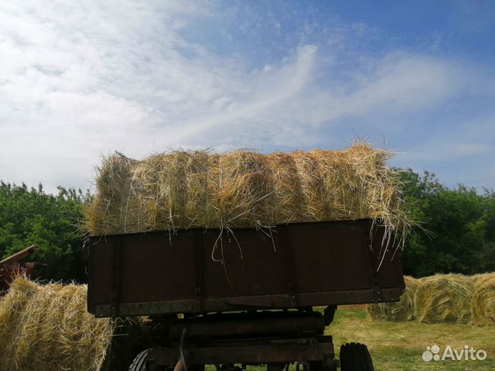 Продам сено в рулонах (тюках)