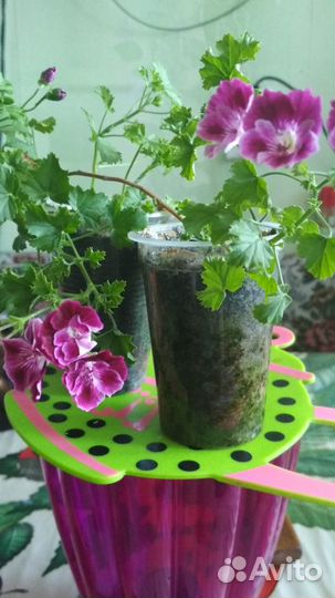 Пеларгонии: амп.Ангелы, звезчатые, королевские