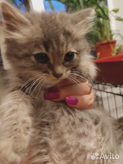 Котята в дар