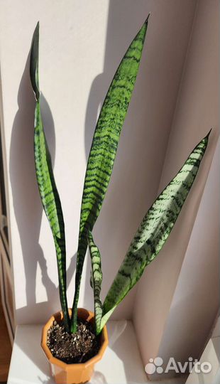 Сансевиерия зейланика