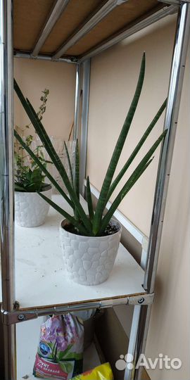 Сансевиерия Цилиндрика