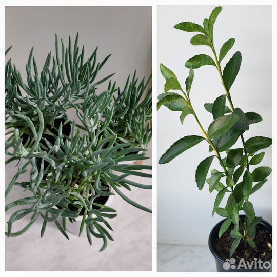 Бересклет, крестовник сенецио