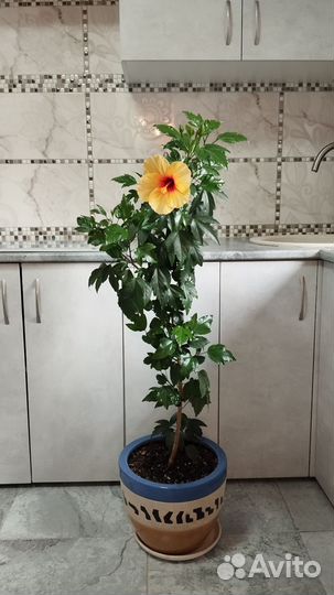 Гибискус Большой