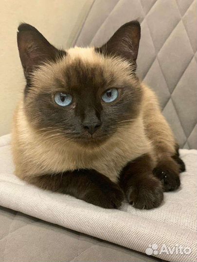 Бесплатно, сиамской породы, котодевочка