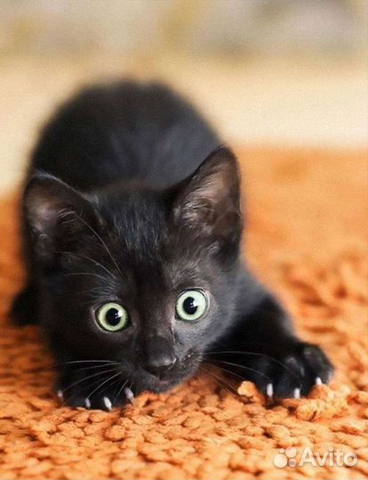 Полностью черный котенок в добрые руки