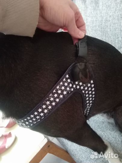 Шлейка для собаки