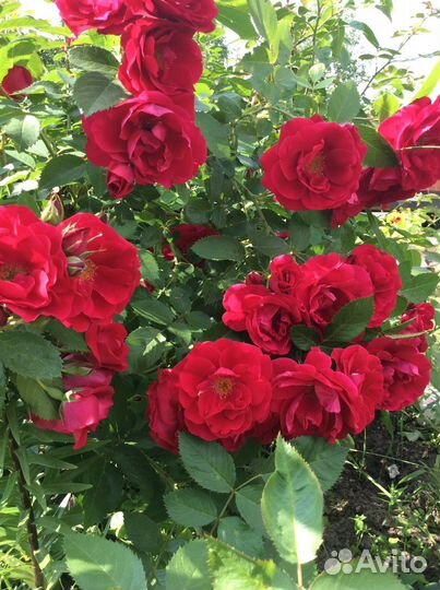 Многолетники цветы, кустарники