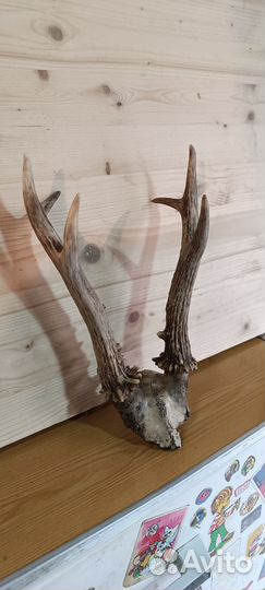 Рога косули