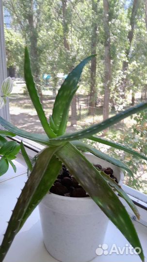 Алоэ вера с деткой