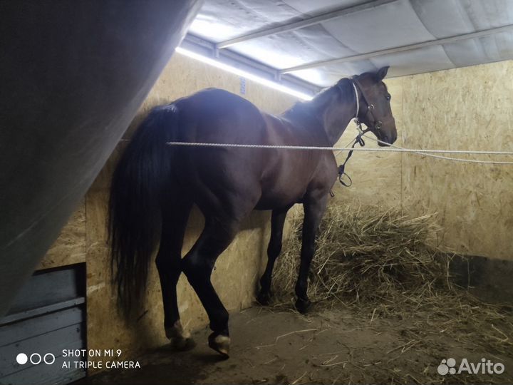 Грузоперевозки Заказать Газель Переезды Грузчики