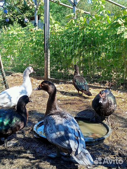 Мускусные утки тяжелые линии