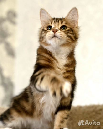 Котята курильский бобтейл