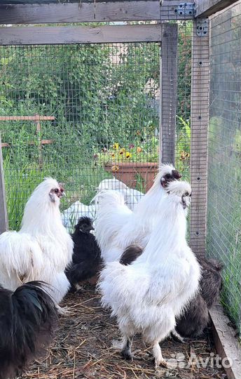 Петух китайский шёлковый