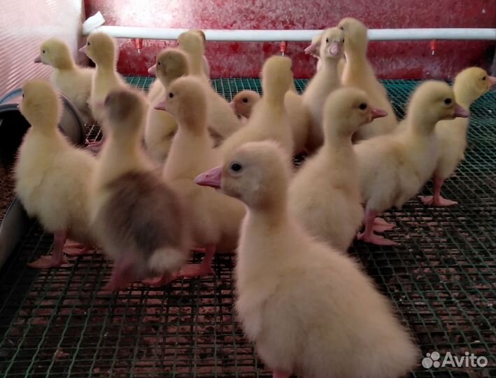 Вся птица у нас