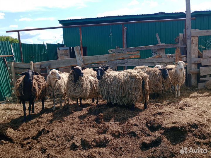 Овцы бараны ягнята