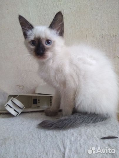 Котята в добрые руки, 3 месяца