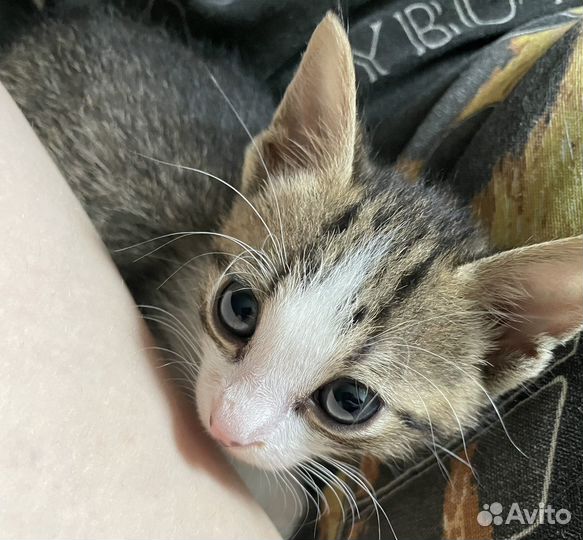 Котенок в добрые руки