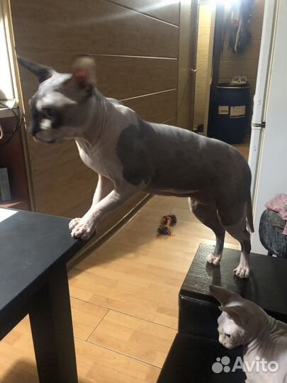 Канадский сфинкс вязка