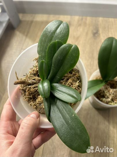 Орхидеи фаленопсисы