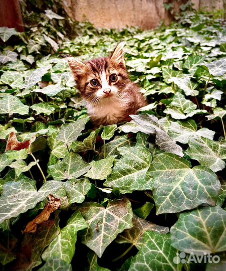 Котенок в счастливую семью