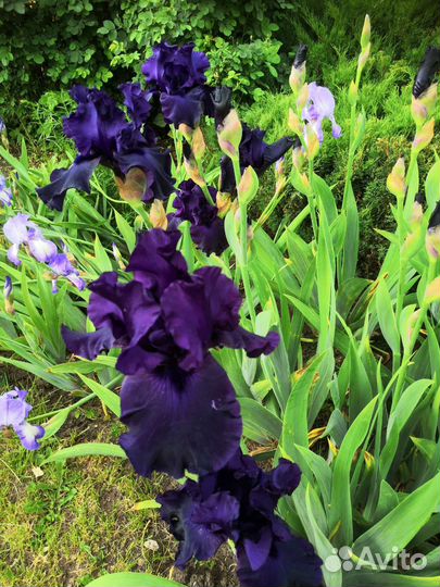 Ирисы бородатые сортовые