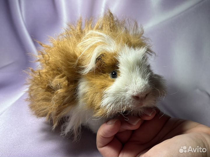 Морские свинки длинношерстные