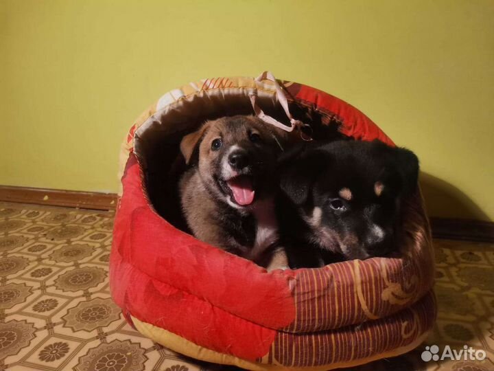 Собака в добрые руки,щеноки мальчик