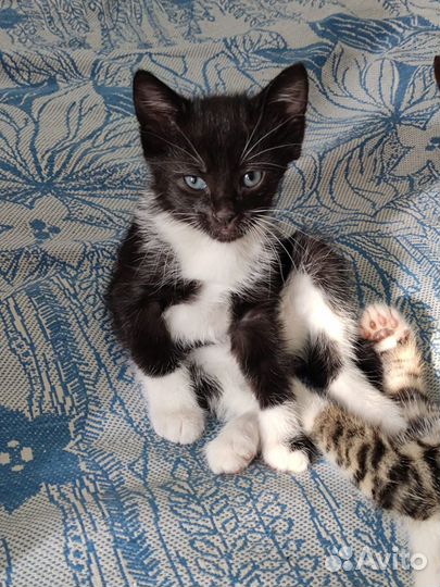 Отдам котят