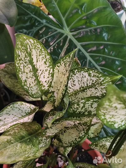 Аглонема Фест Даймонд