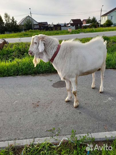 Вязка козла