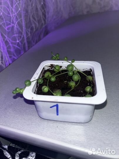 Крестовик Роули