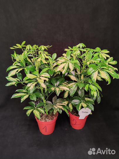 Шефлера герда 13/50