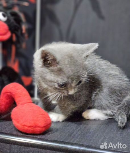 Котята от британки в добрые руки