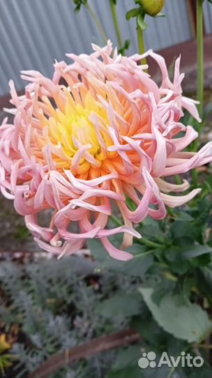 Георгины клубни