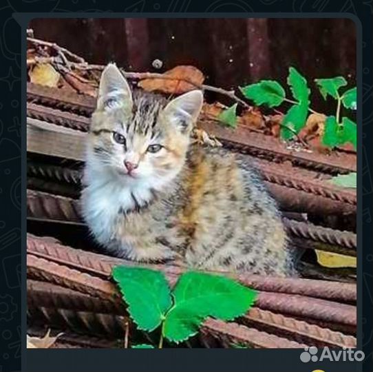 Рыжий котенок