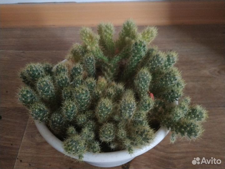 Цветы