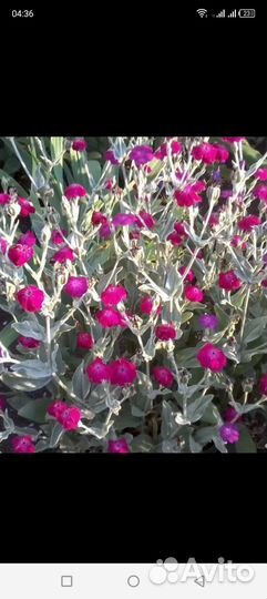 Саженцы садовых цветов Ромашка, ирисы, нарциссы