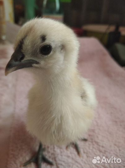 Семья 3курицы и 1петух лакеданзи серебро