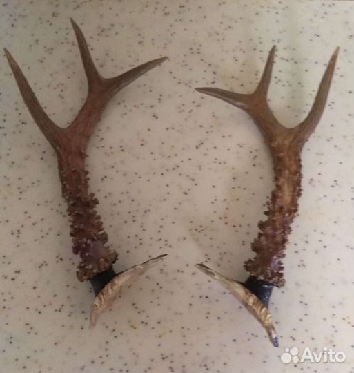 Рога косули