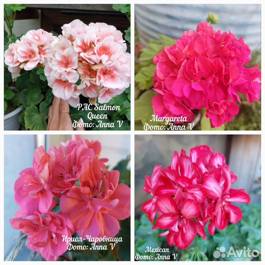 Пеларгонии сортовые