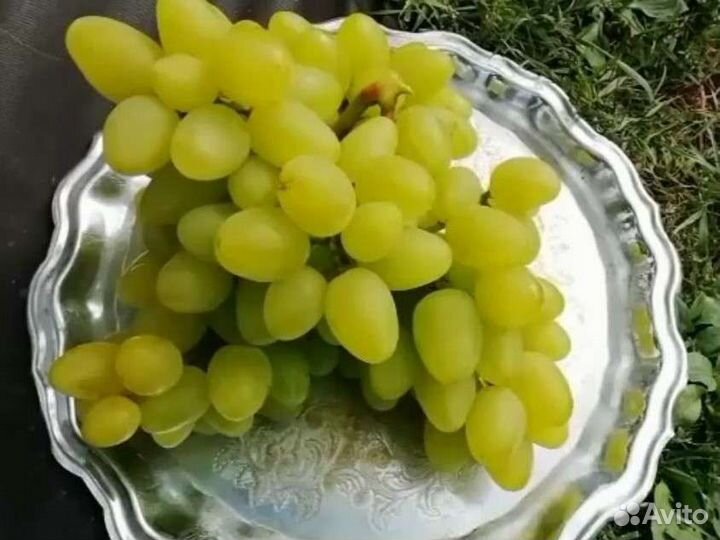 Саженцы виноград окс