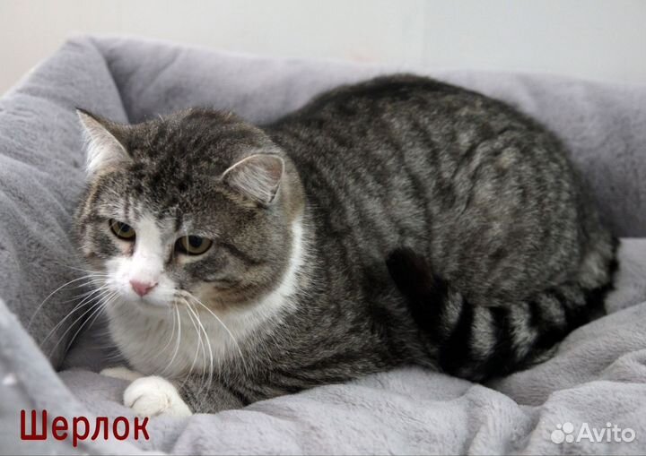 Котик ищет дои