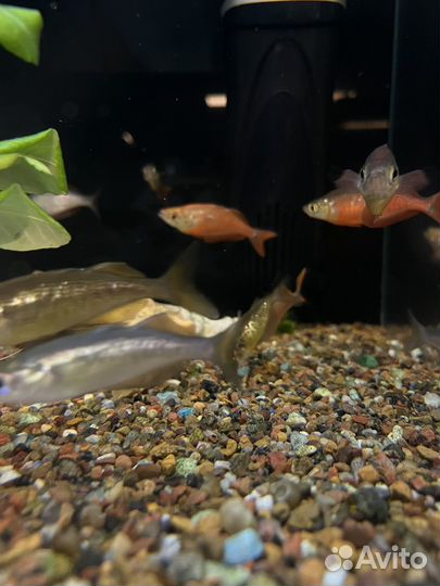 Глассолепис красный