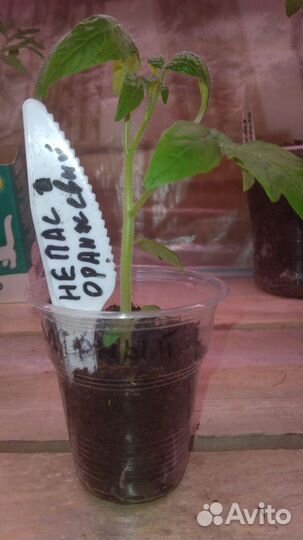 Рассада помидор