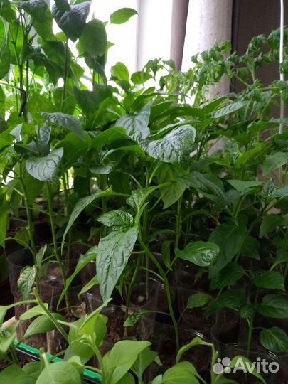 Продам излишки рассады перца и помидор