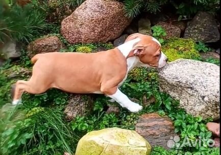 Амстафф щенки документы РКФ