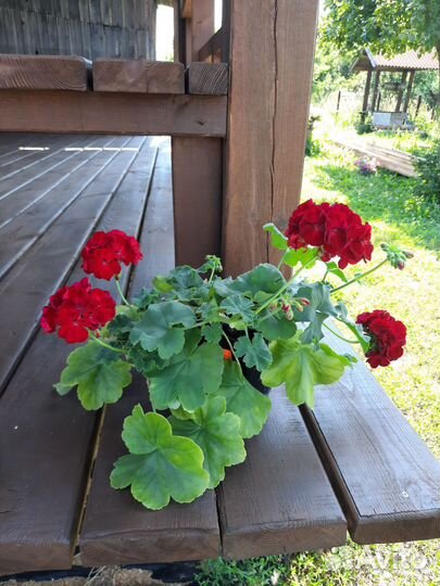 Пеларгонии сортовые