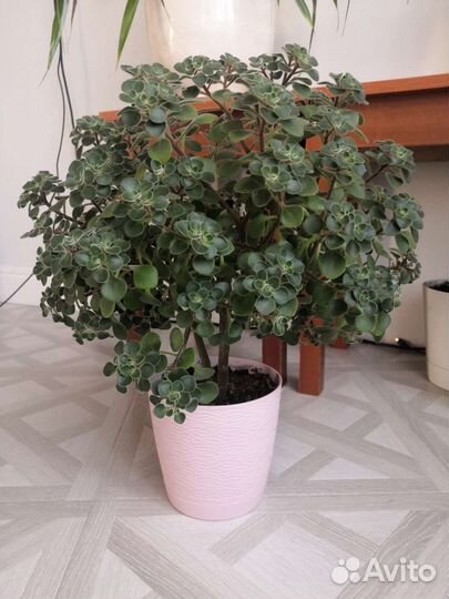 Аихризон дерево Любви